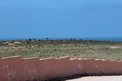 Scenic view of field against clear sky