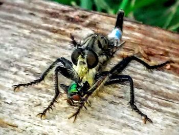 Close-up of insect