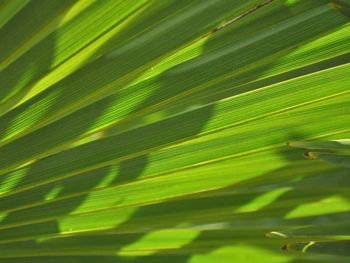 Full frame shot of palm tree leaves