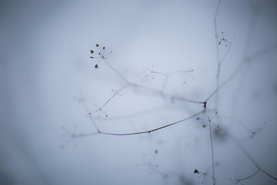 Close-up of birds flying against sky