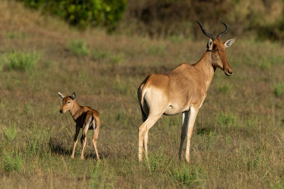 Cokes hartebeest standing on field