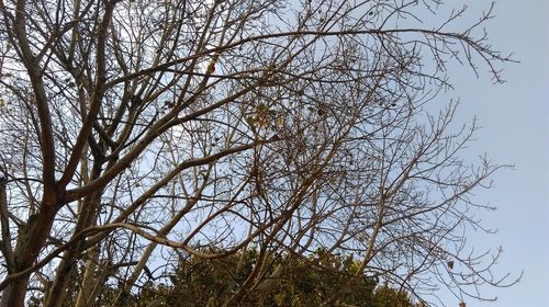 Low angle view of bare tree against clear sky