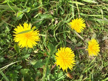 High angle view of yellow flowers blooming on field