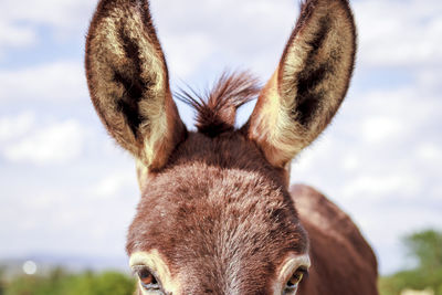 Close-up of donkey against sky