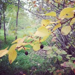 Close-up of leaves on tree