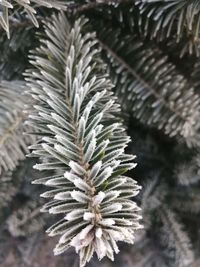 Close-up of pine tree during winter