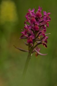 Close-up of purple flowers