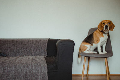 Dog looking away while sitting on sofa