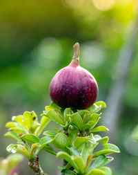 Close-up of figs on plant