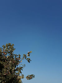 Low angle view of flowering plant against clear blue sky