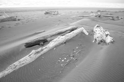 High angle view of crab on beach against sky