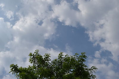 Low angle view of trees against sky