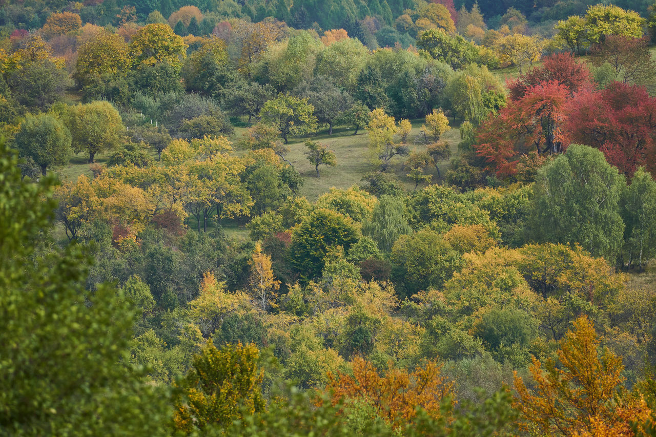 HIGH ANGLE VIEW OF TREES IN FOREST