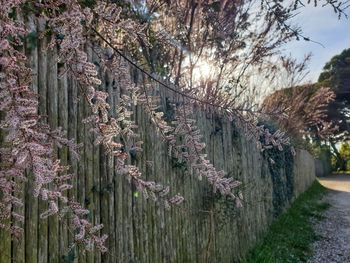 Panoramic shot of flowering plants in park