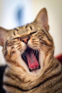 Close-up of a yawning tabby cat