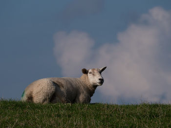 Sheep in a field