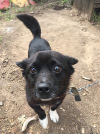 High angle portrait of black dog