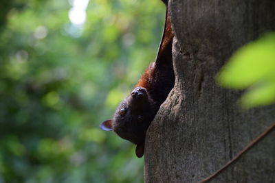 Close-up of squirrel on tree trunk