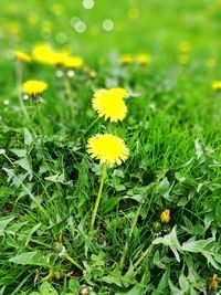 Close-up of yellow flowers