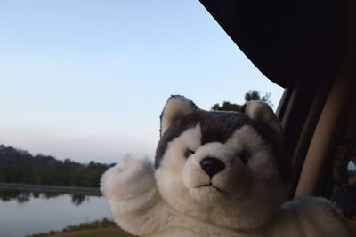 Close-up portrait of a cat