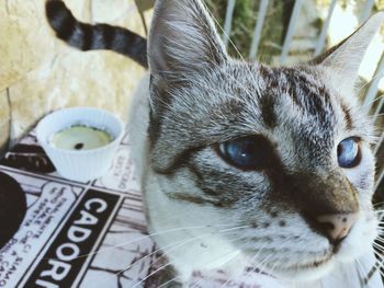 Close-up portrait of cat