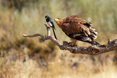 Close-up of bird perching on branch