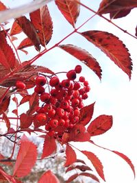 Low angle view of red tree against sky