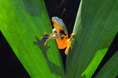 Close-up of insect on leaf