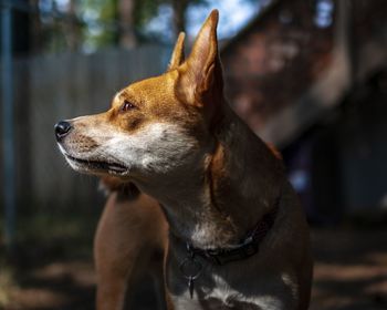 Close-up of dog looking away