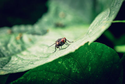 Close-up of fly on leaf