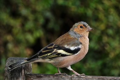 Close-up of bird perching on wood