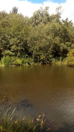 Scenic view of lake in forest