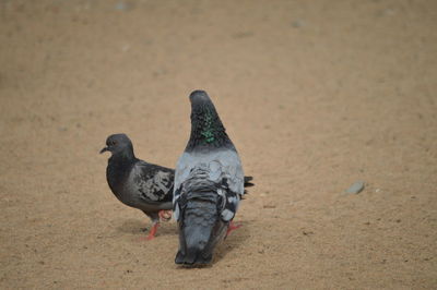 High angle view of pigeons on field