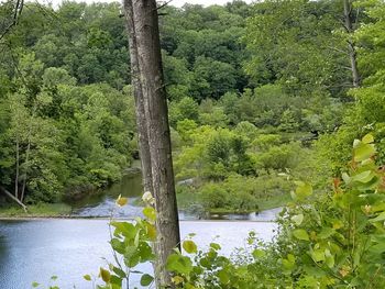 Scenic view of lake in forest