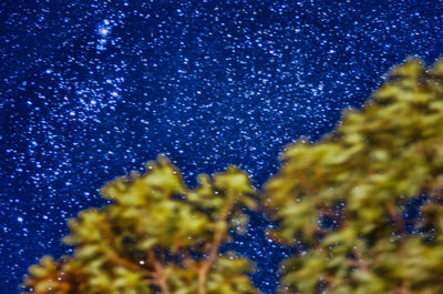 Low angle view of trees against blue sky at night