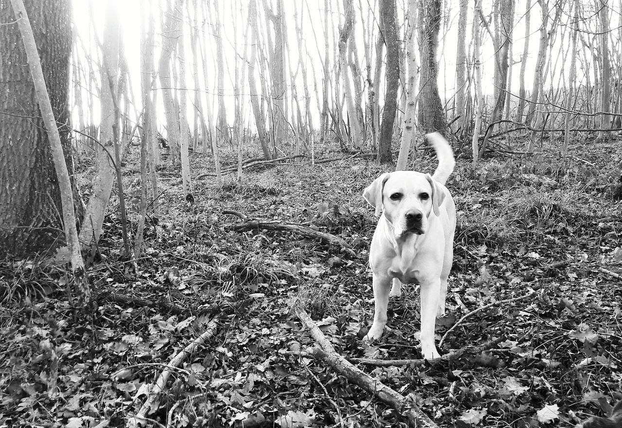 PORTRAIT OF DOG ON DIRT ROAD