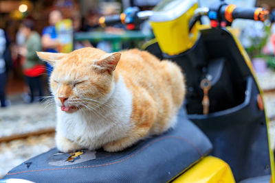 Cat sitting in a car