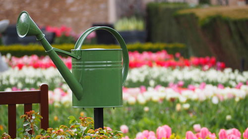 View of red tulip flower in garden