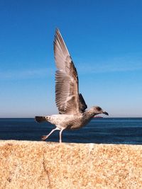 Bird flying over beach against clear sky