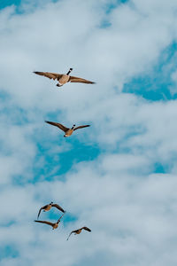 Low angle view of seagulls flying in sky