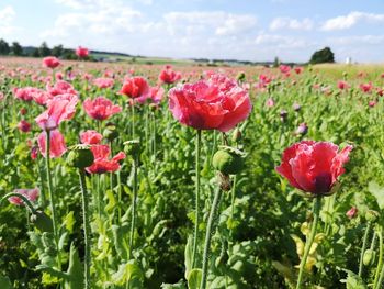 Close-up of pink poppy flowers in field