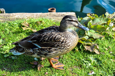 Bird on grass