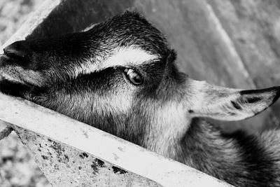 Close-up of dog