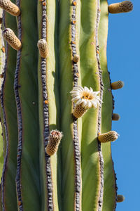 Close-up of succulent plant