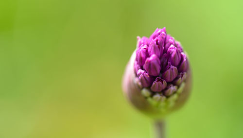 Close-up of pink rose flower bud