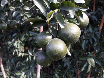 Close-up of fruits growing on tree