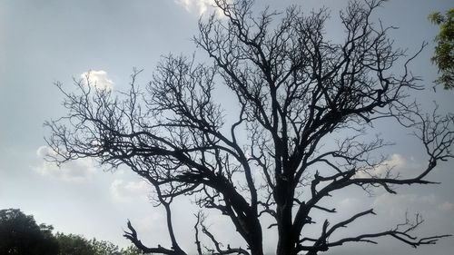 Low angle view of bare tree against sky