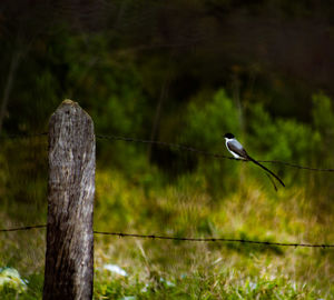 Bird perching on wooden post