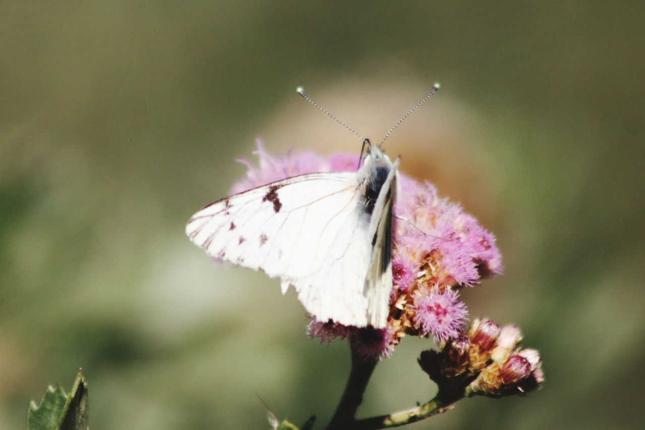 insect, one animal, animals in the wild, animal themes, wildlife, flower, focus on foreground, butterfly, butterfly - insect, close-up, animal wing, fragility, dragonfly, plant, beauty in nature, nature, pollination, perching, day, outdoors