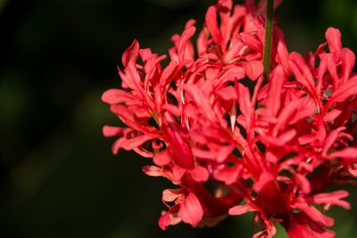 Close-up of flowers blooming outdoors